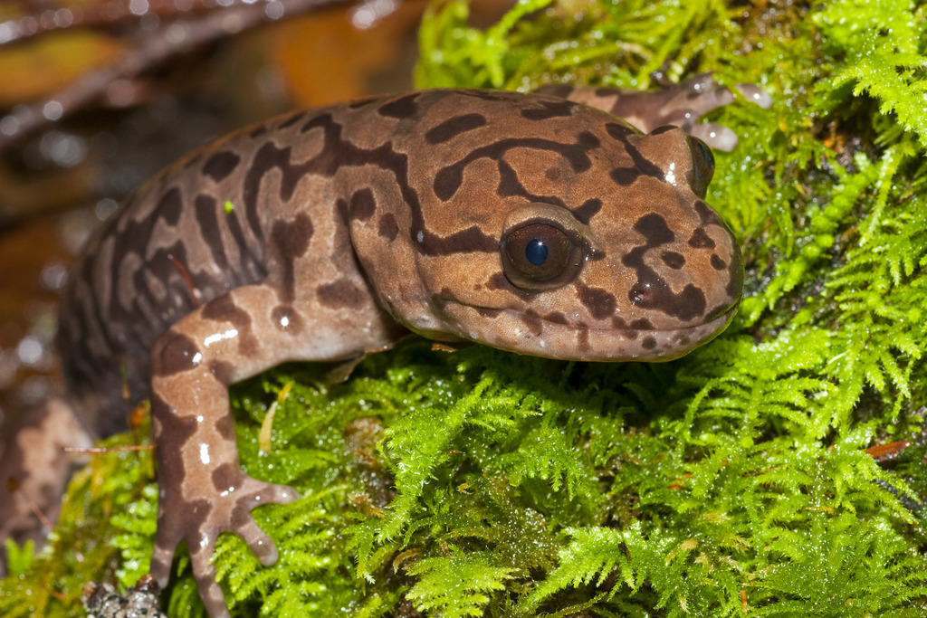 Pacific Giant Salamander reference