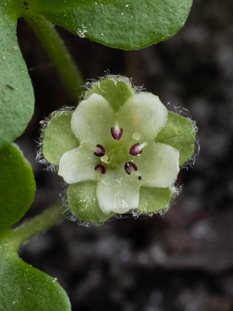 Carolina Ponysfoot reference