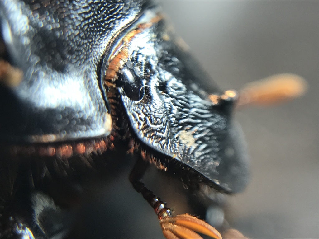 Carolina Dung Beetle reference