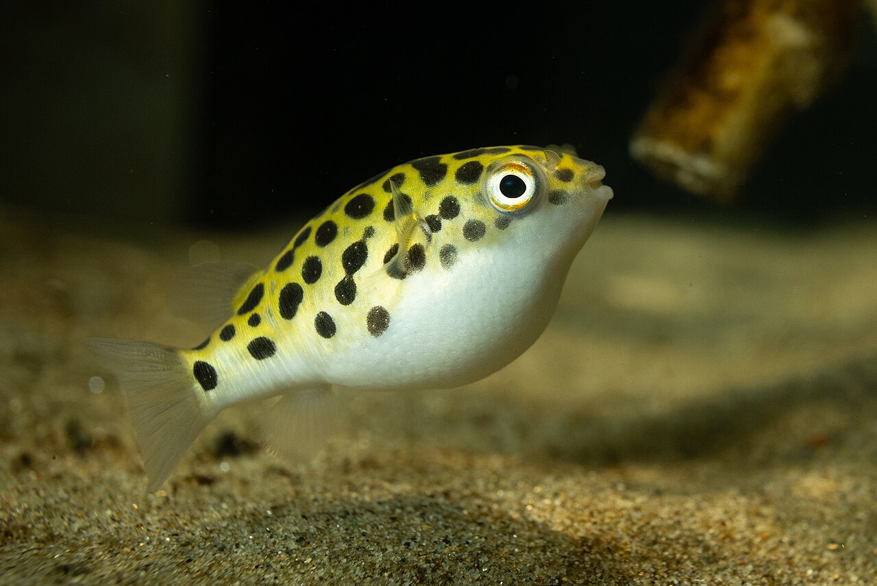 Green Spotted Puffer reference
