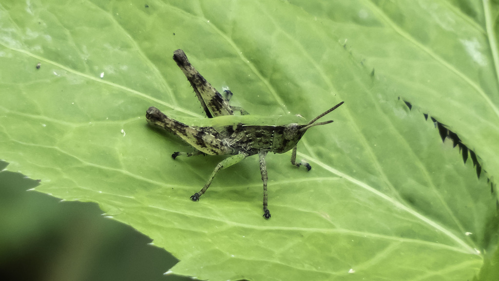 Short-winged Green Grasshopper reference