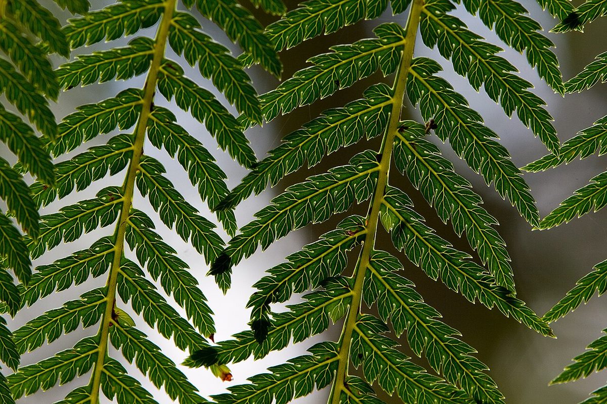 Soft Tree Fern reference