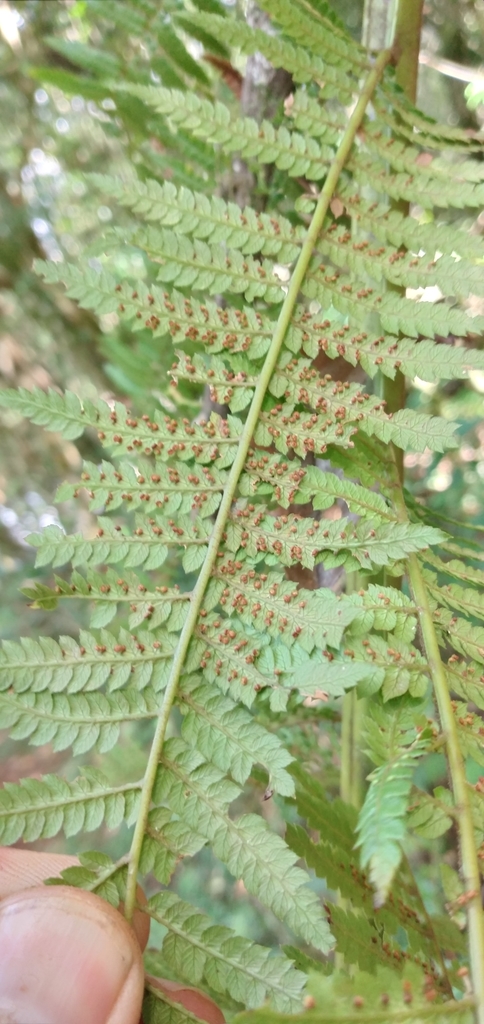 Dicksonia Tree Fern reference