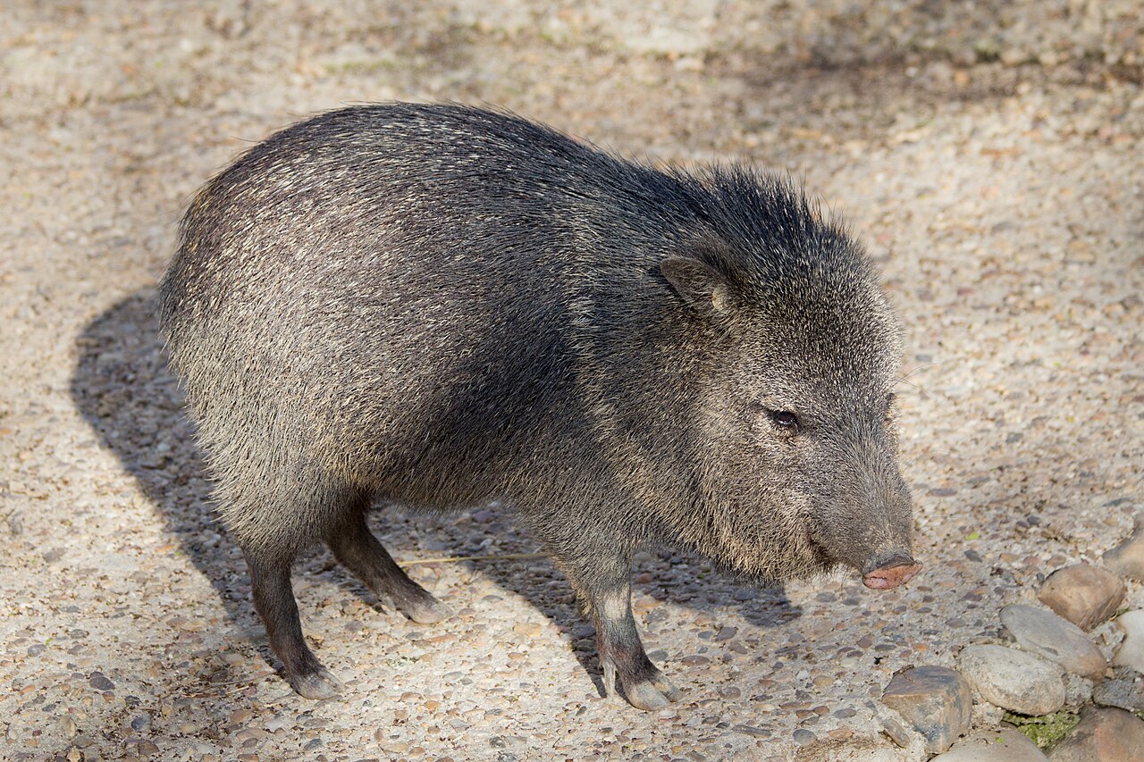 Collared Peccary reference