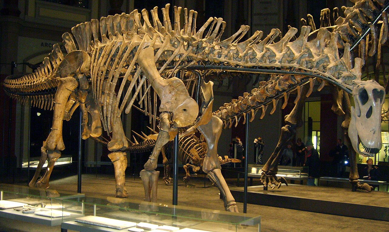 Dicraeosaurus hansemanni reference