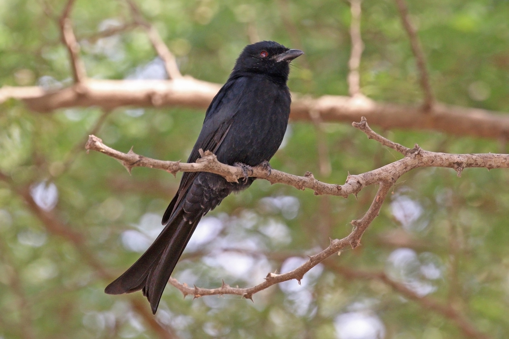 Fork-tailed Drongo reference