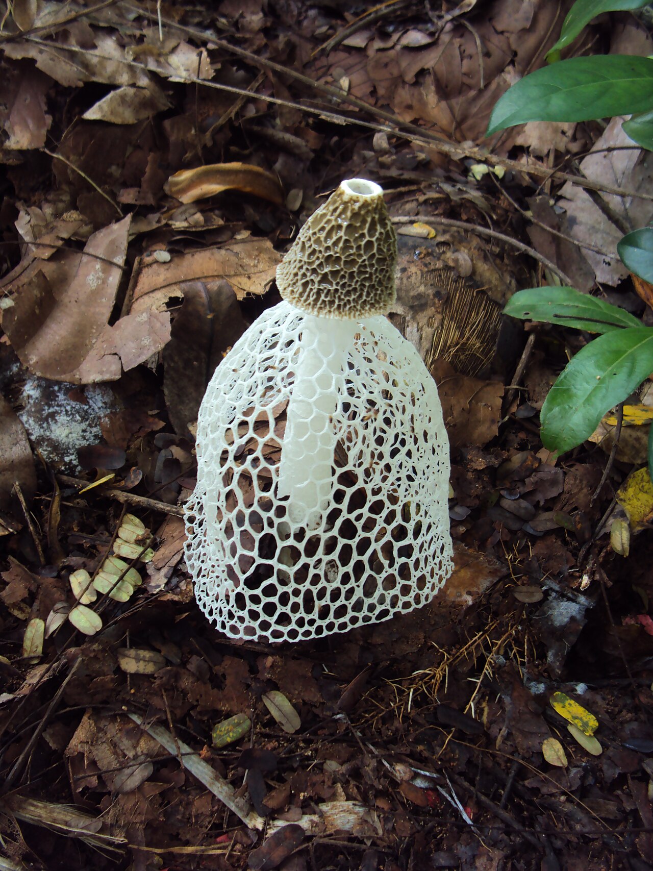 Veiled Lady Mushroom reference