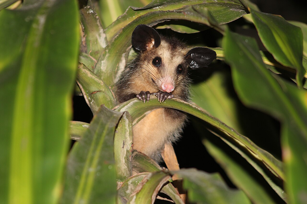 Big-eared Opossum reference
