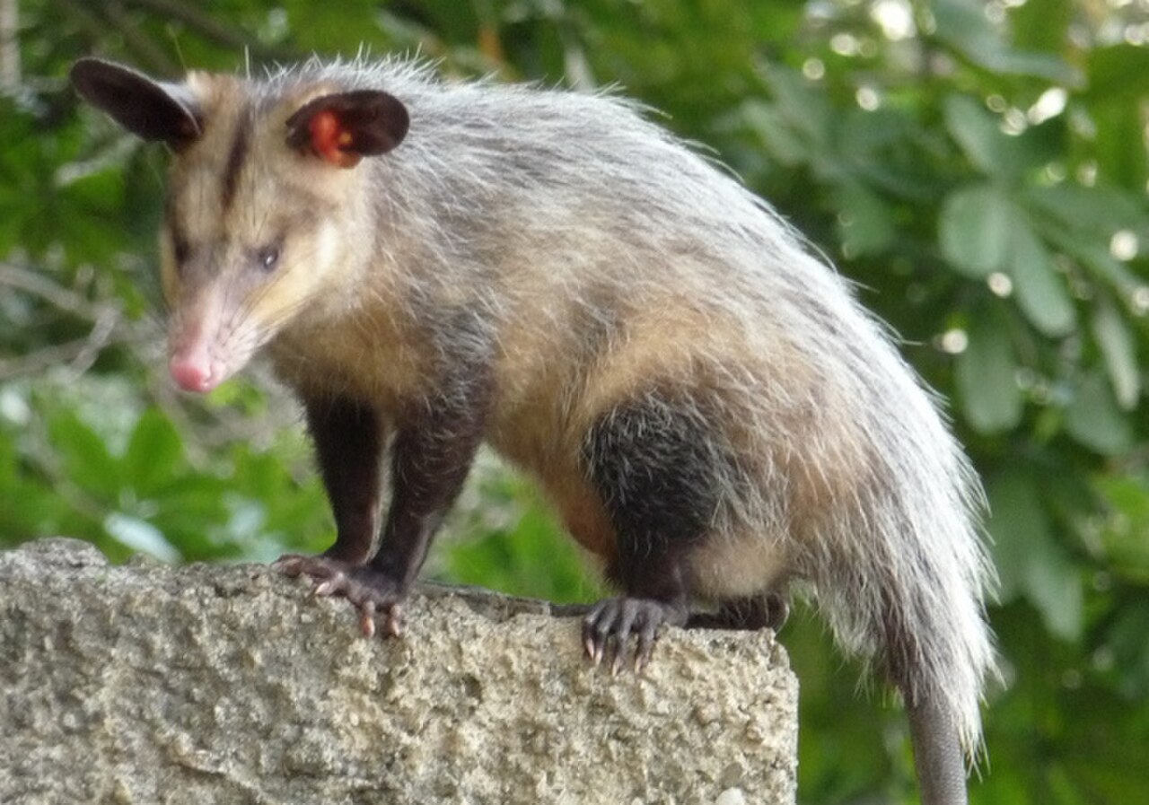 Common Opossum reference