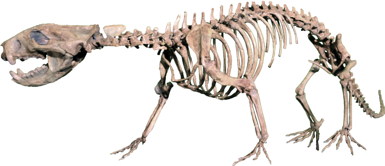 Didelphodon vorax reference
