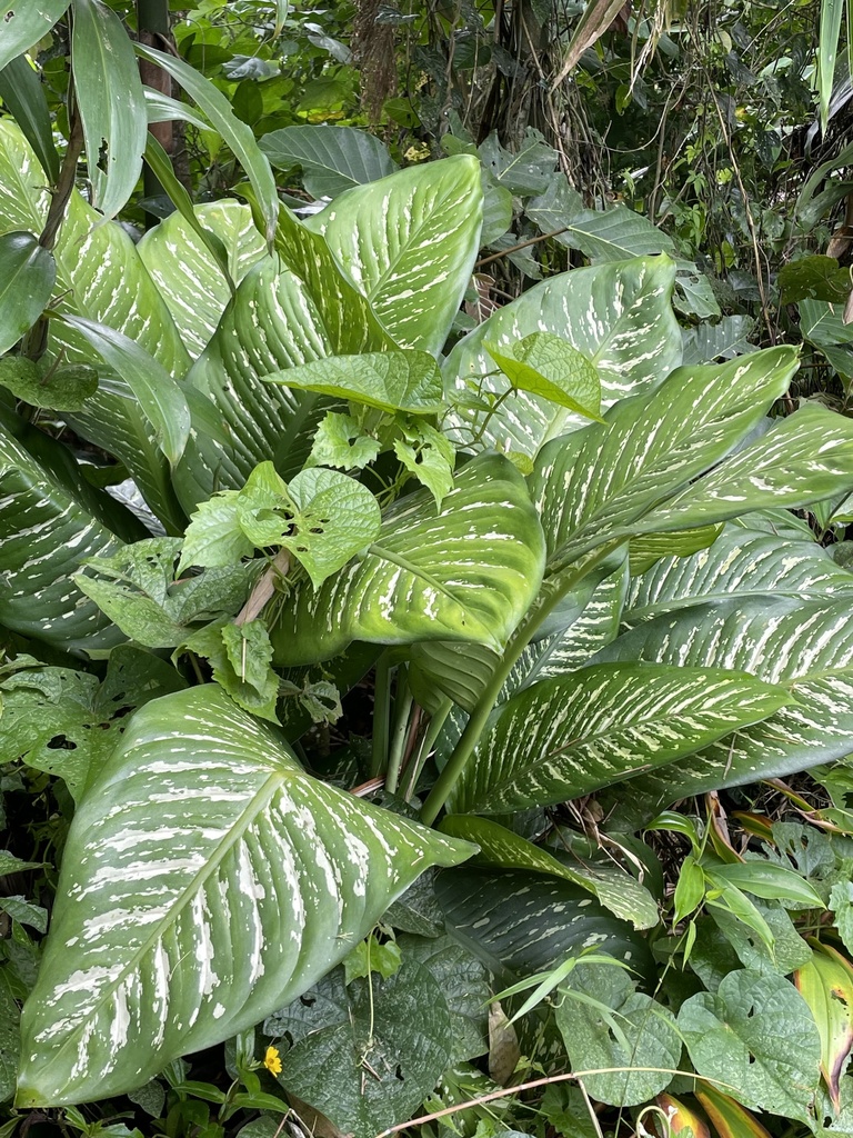 tuftroot reference