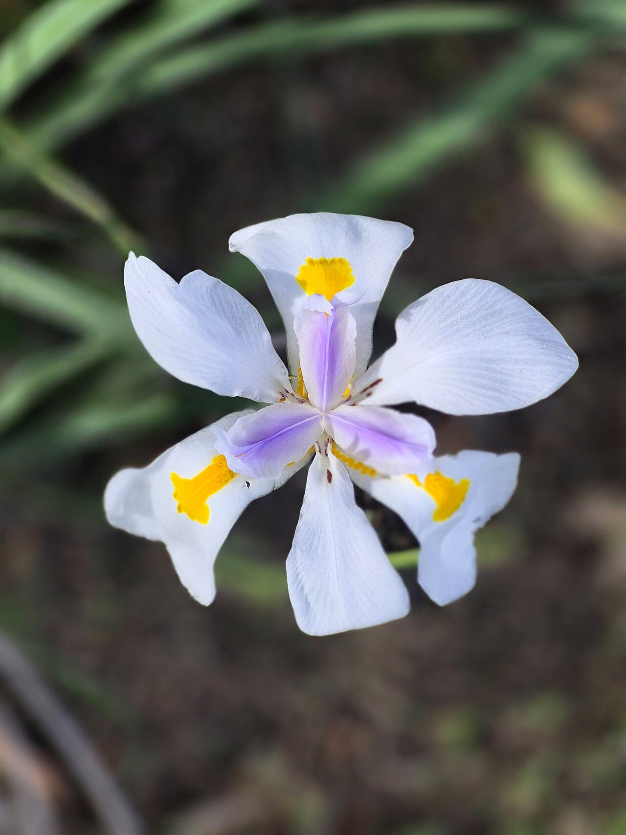 Large Fortnight Lily reference