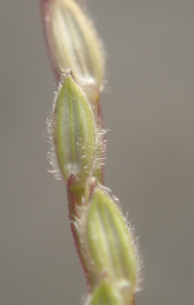 Hairy Crabgrass reference