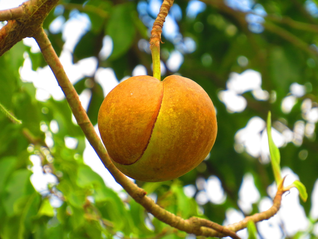 Elephant Apple reference