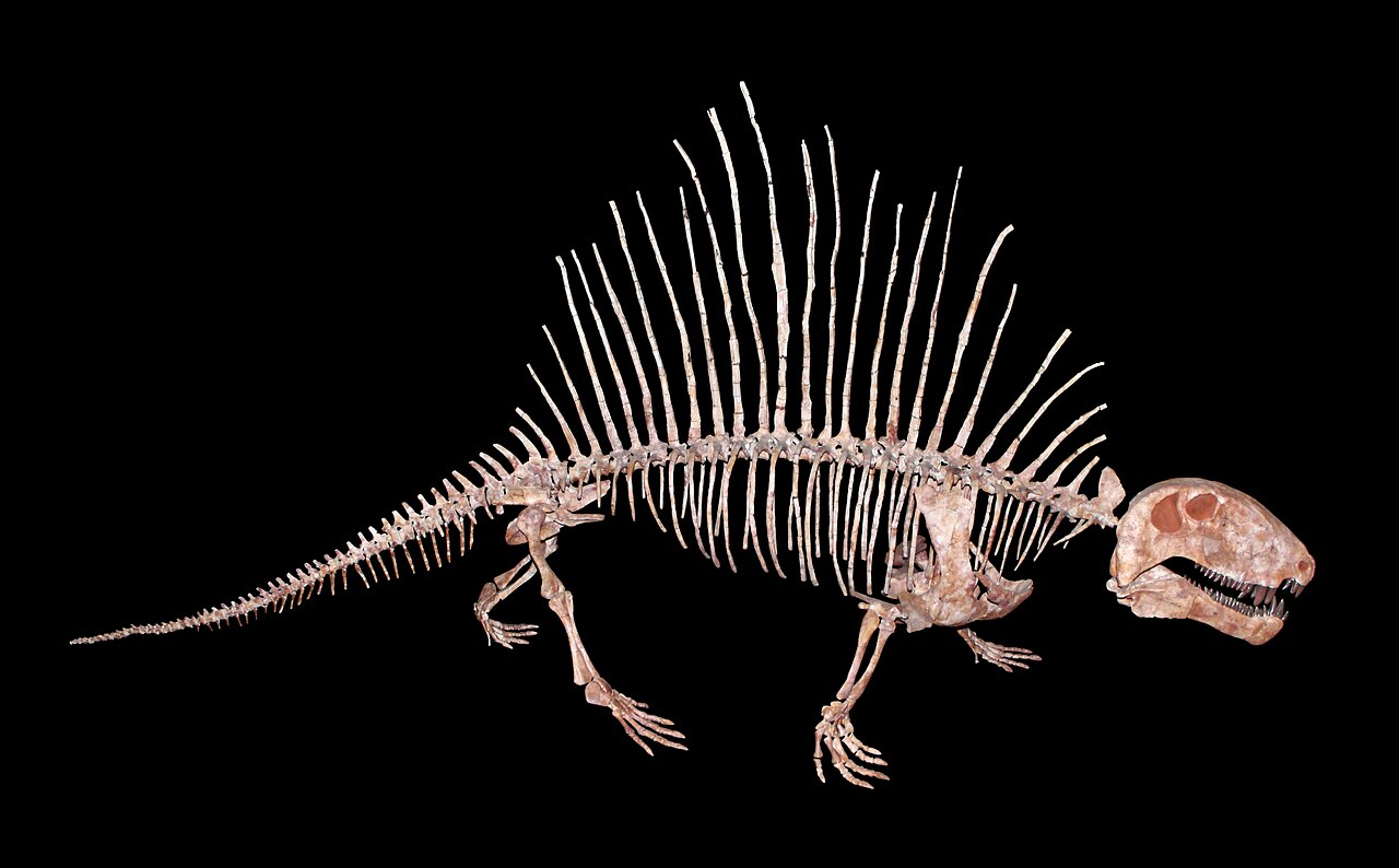 Dimetrodon gigashomogenes reference