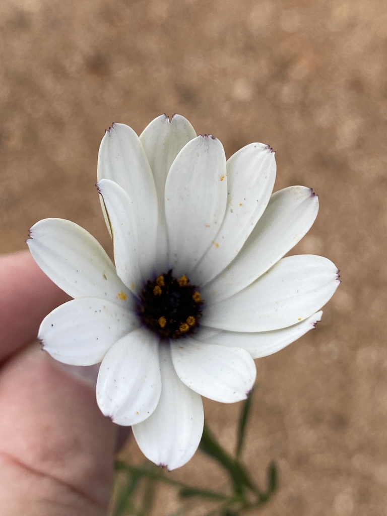 Blue-and-white Daisybush reference