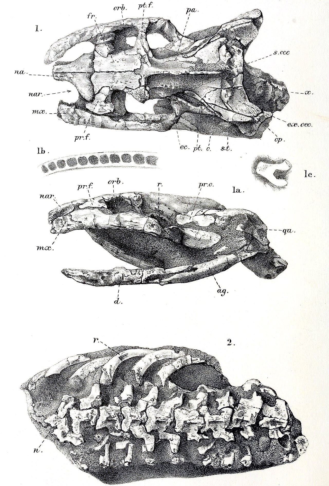 Dinilysia patagonica reference
