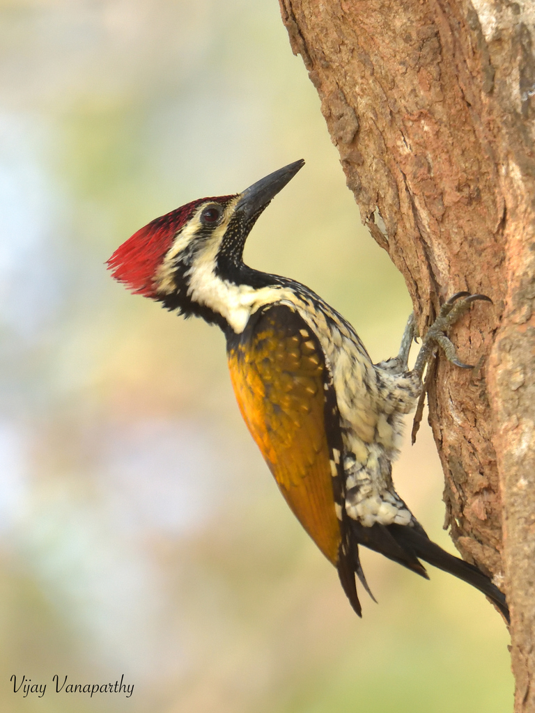 Black-rumped Flameback reference