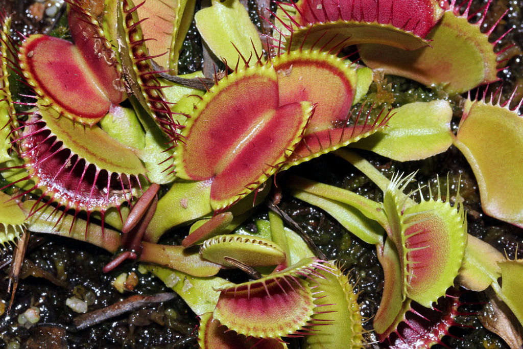 Venus Flytrap reference
