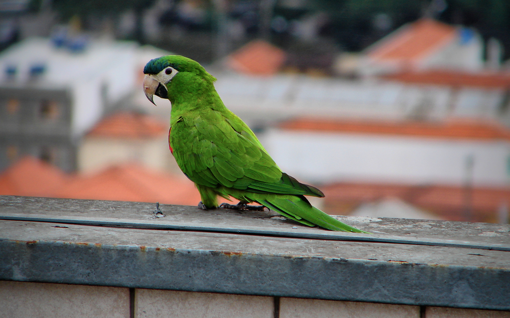 Hahn's Macaw reference