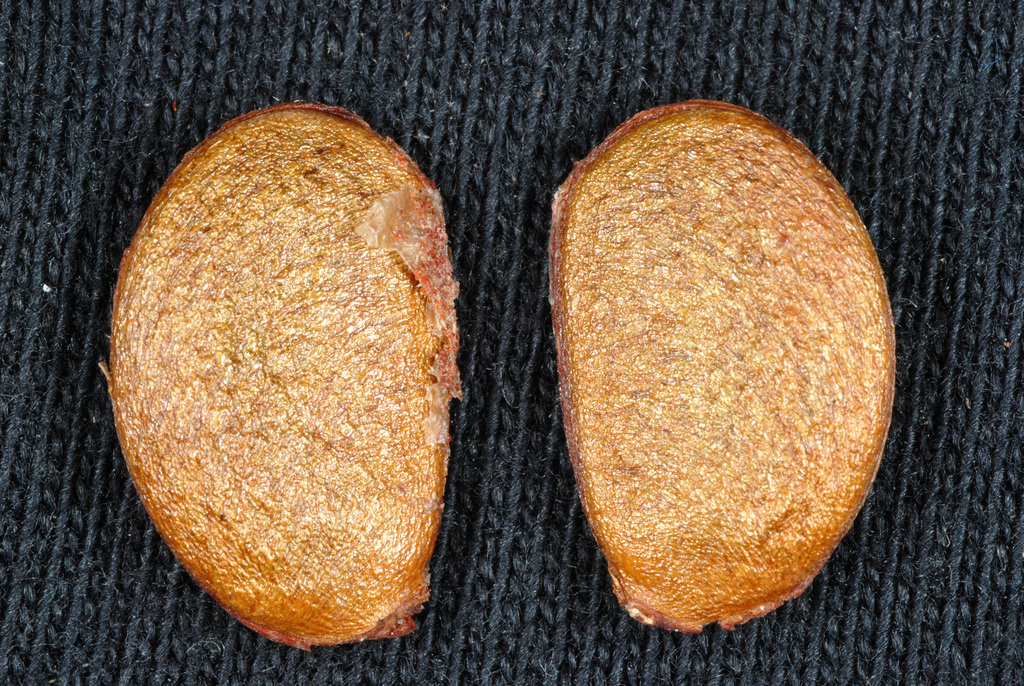 American Persimmon reference