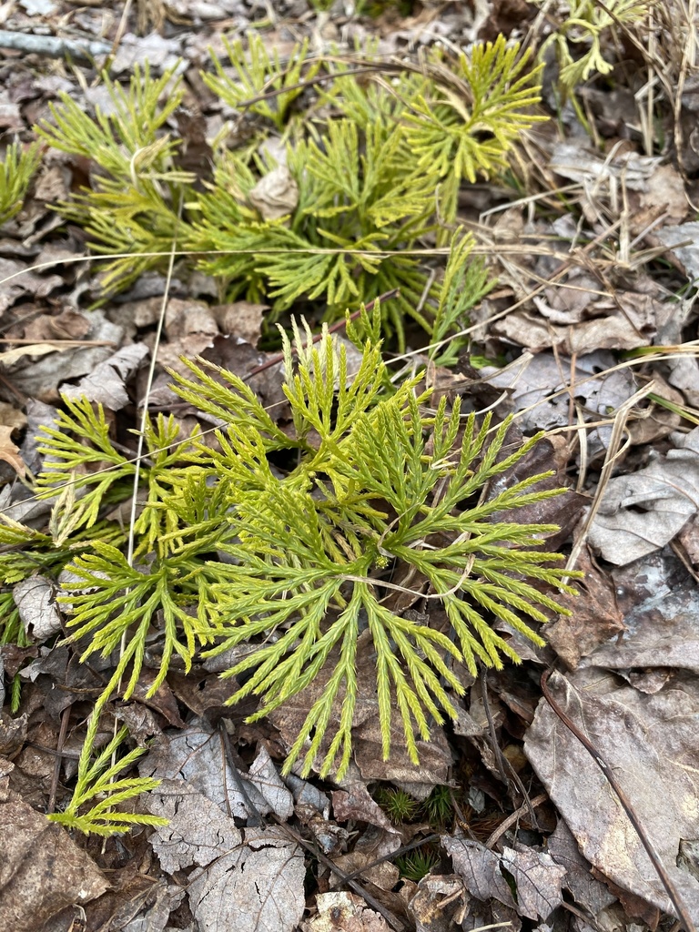 Fan Clubmoss