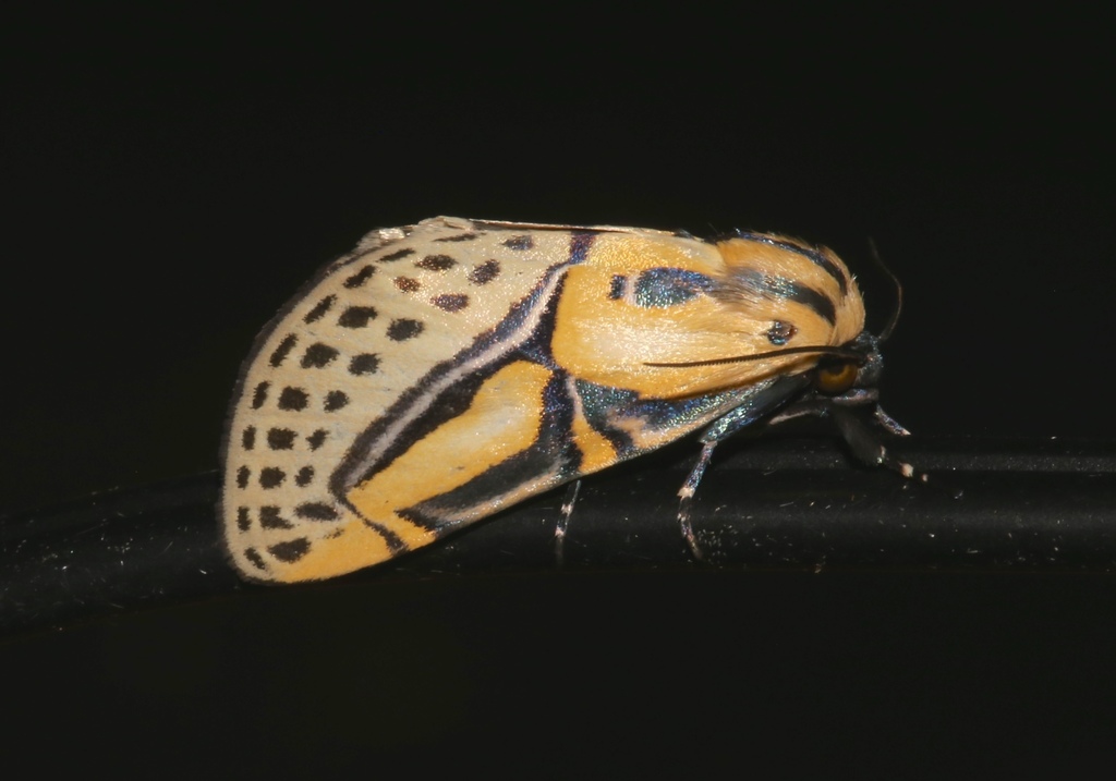 Hieroglyphic Moth reference