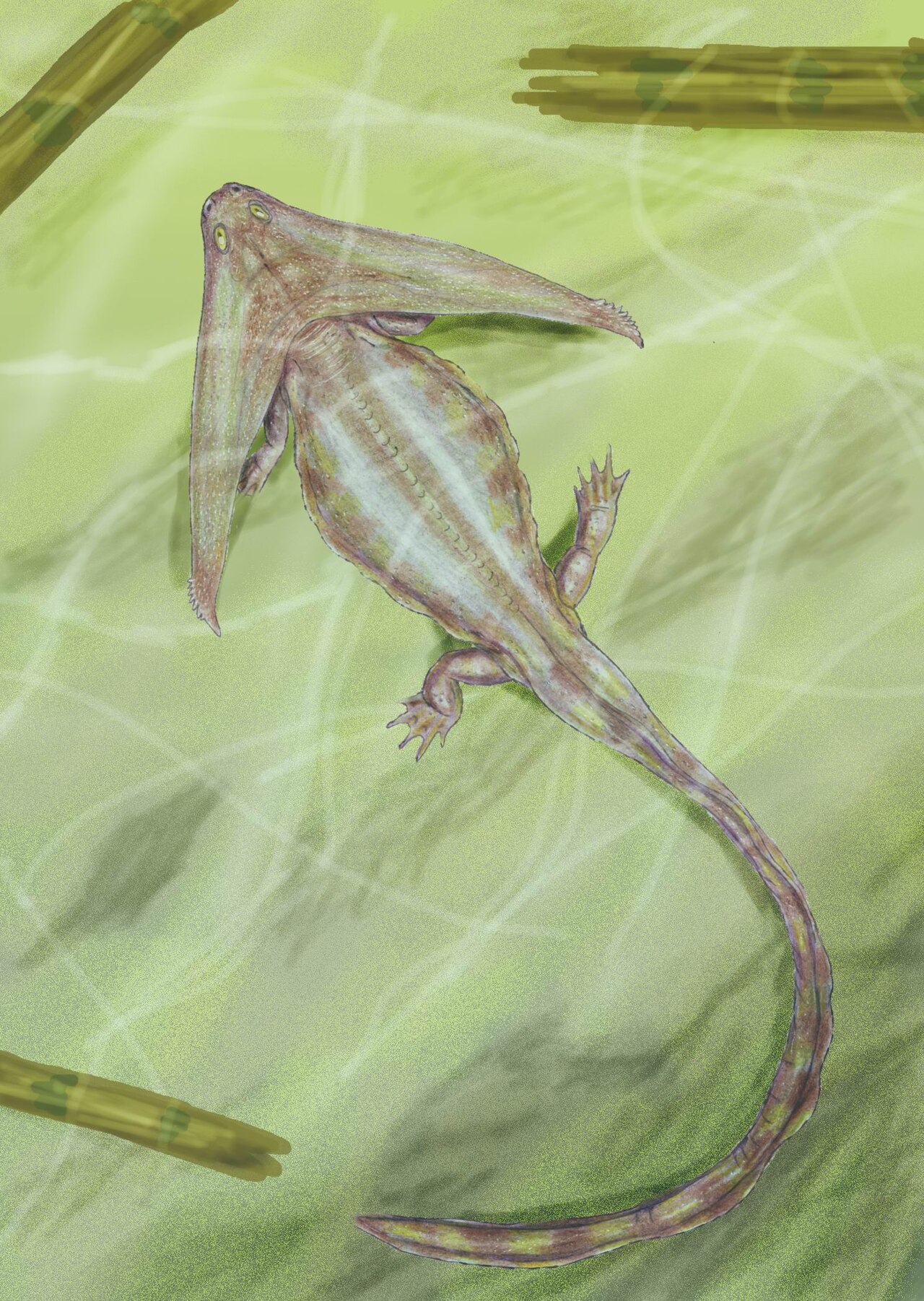 Diploceraspis burkei reference
