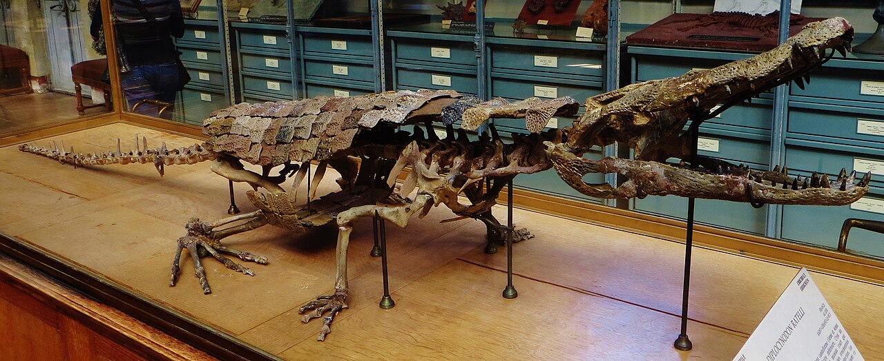 Diplocynodon darwini reference