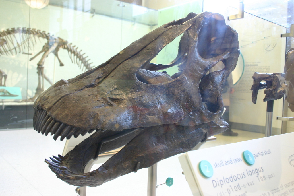 Diplodocus longus reference