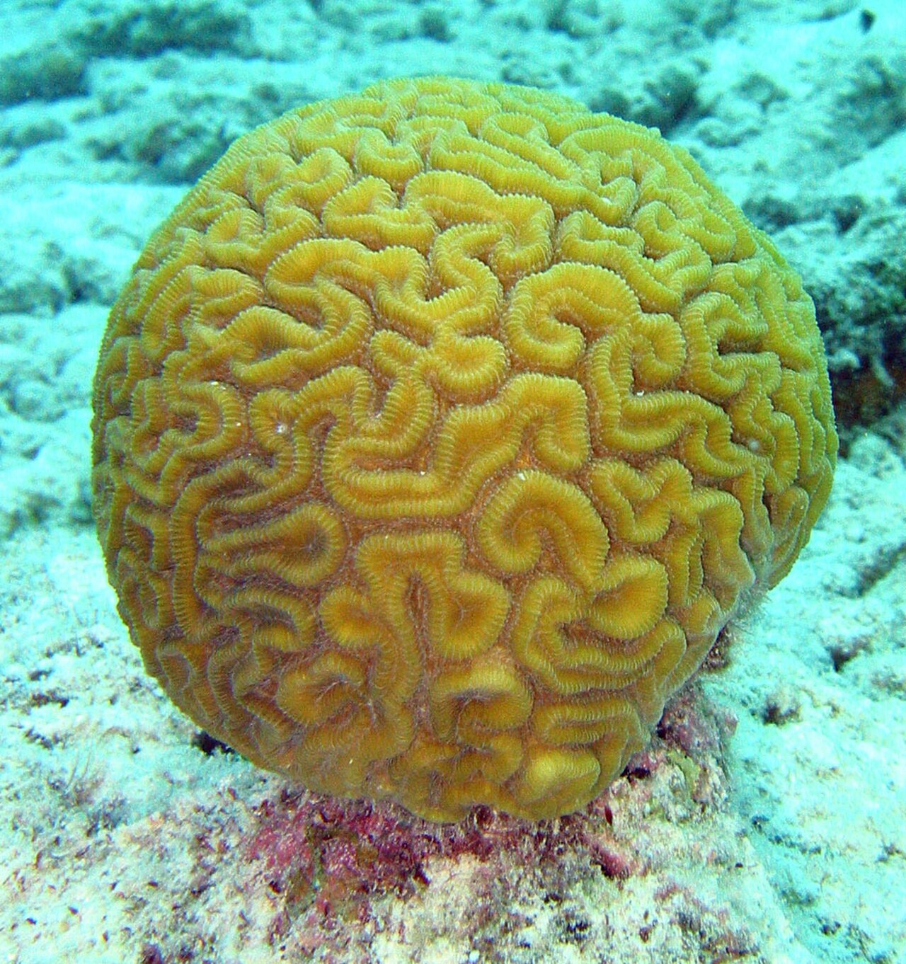Grooved Brain Coral reference