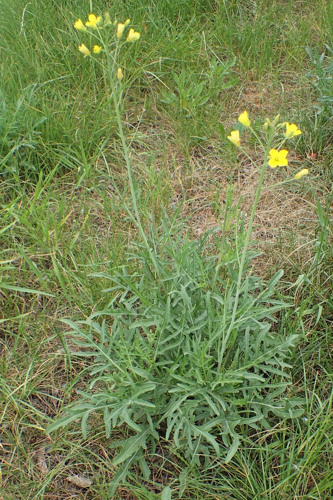 Perennial Wall-rocket reference
