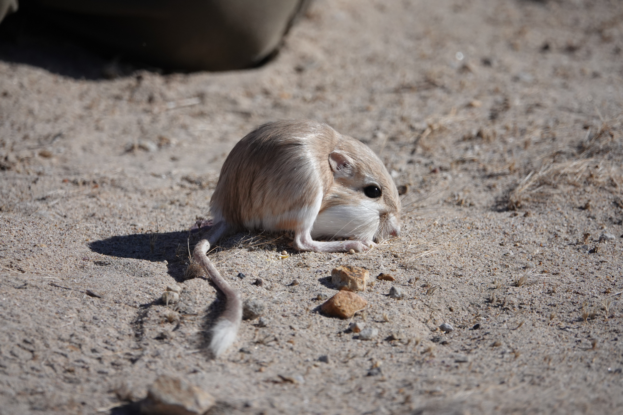 Desert Kangaroo Rat reference