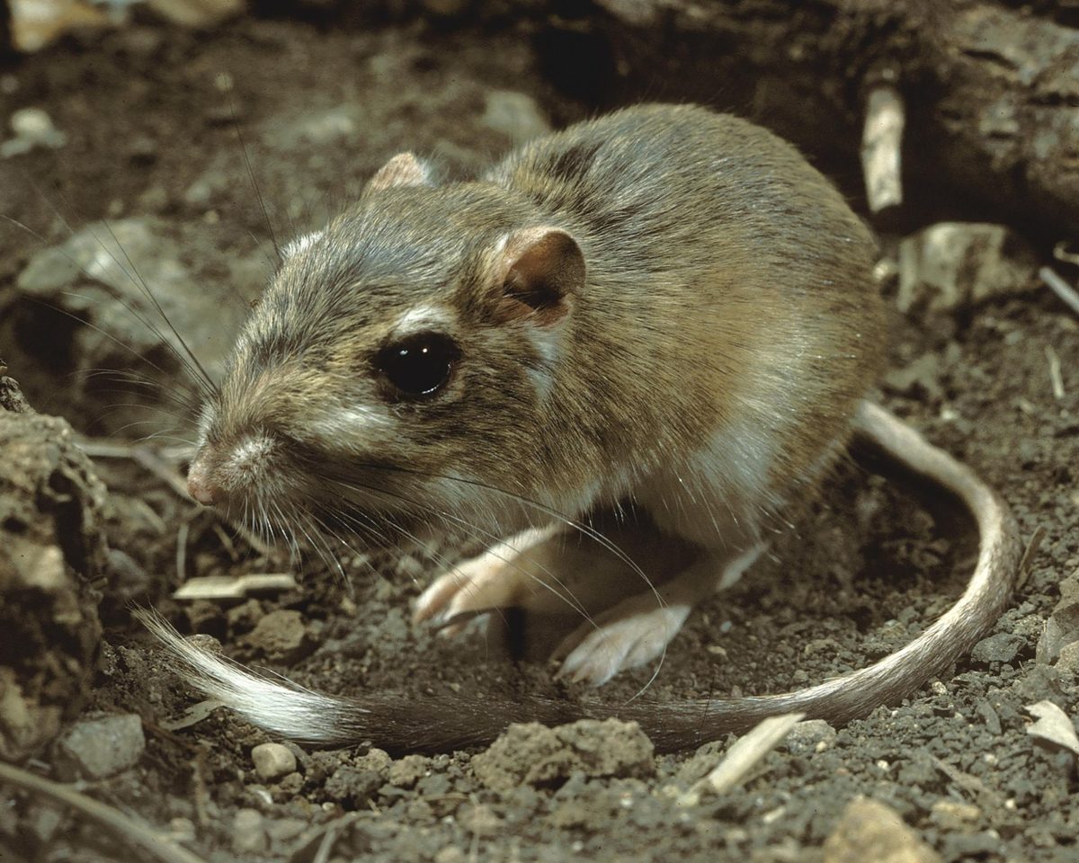 Texas Kangaroo Rat reference