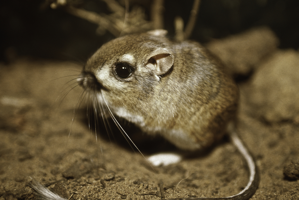 Heermann's Kangaroo Rat reference
