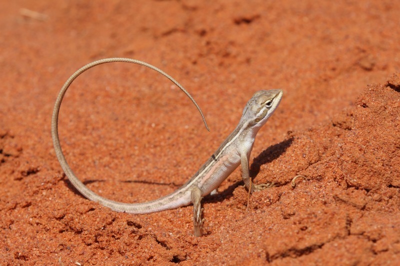 Canegrass Two-lined Dragon reference