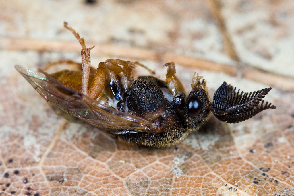 Introduced Pine Sawfly reference