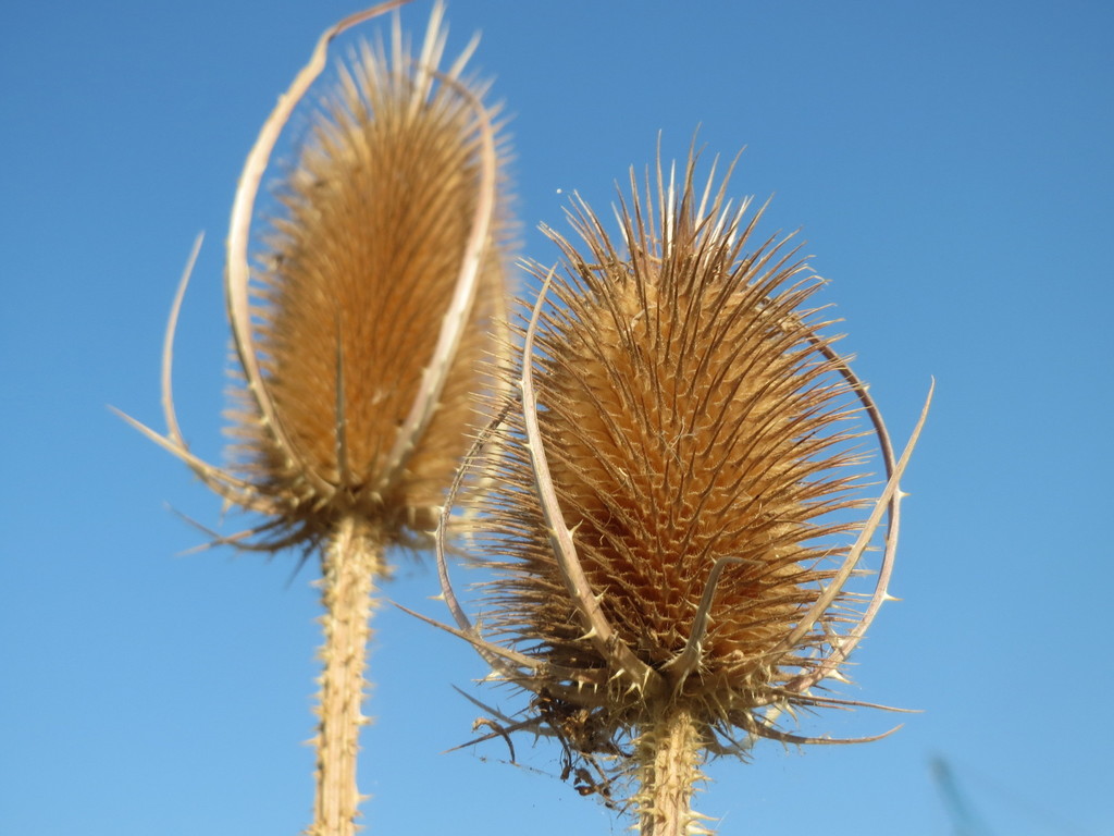 Dipsacus fullonum reference