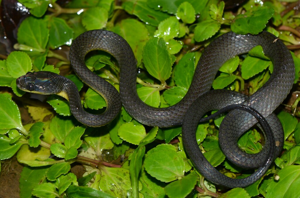Weiler's Tree Snake reference