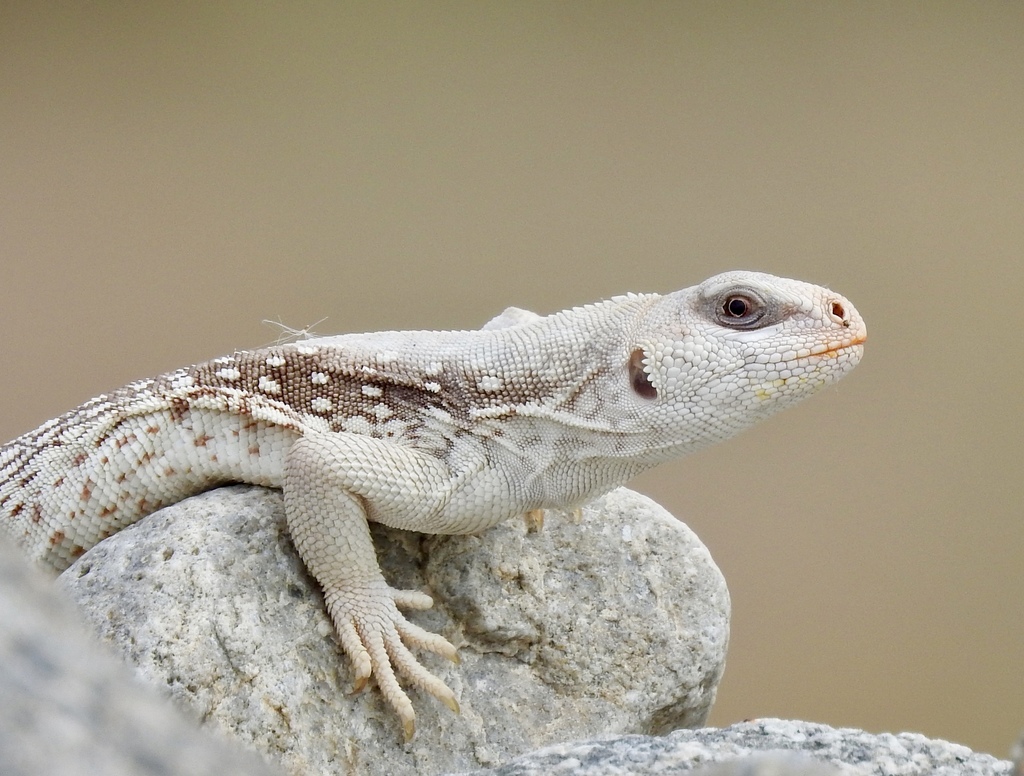 Desert Iguana reference