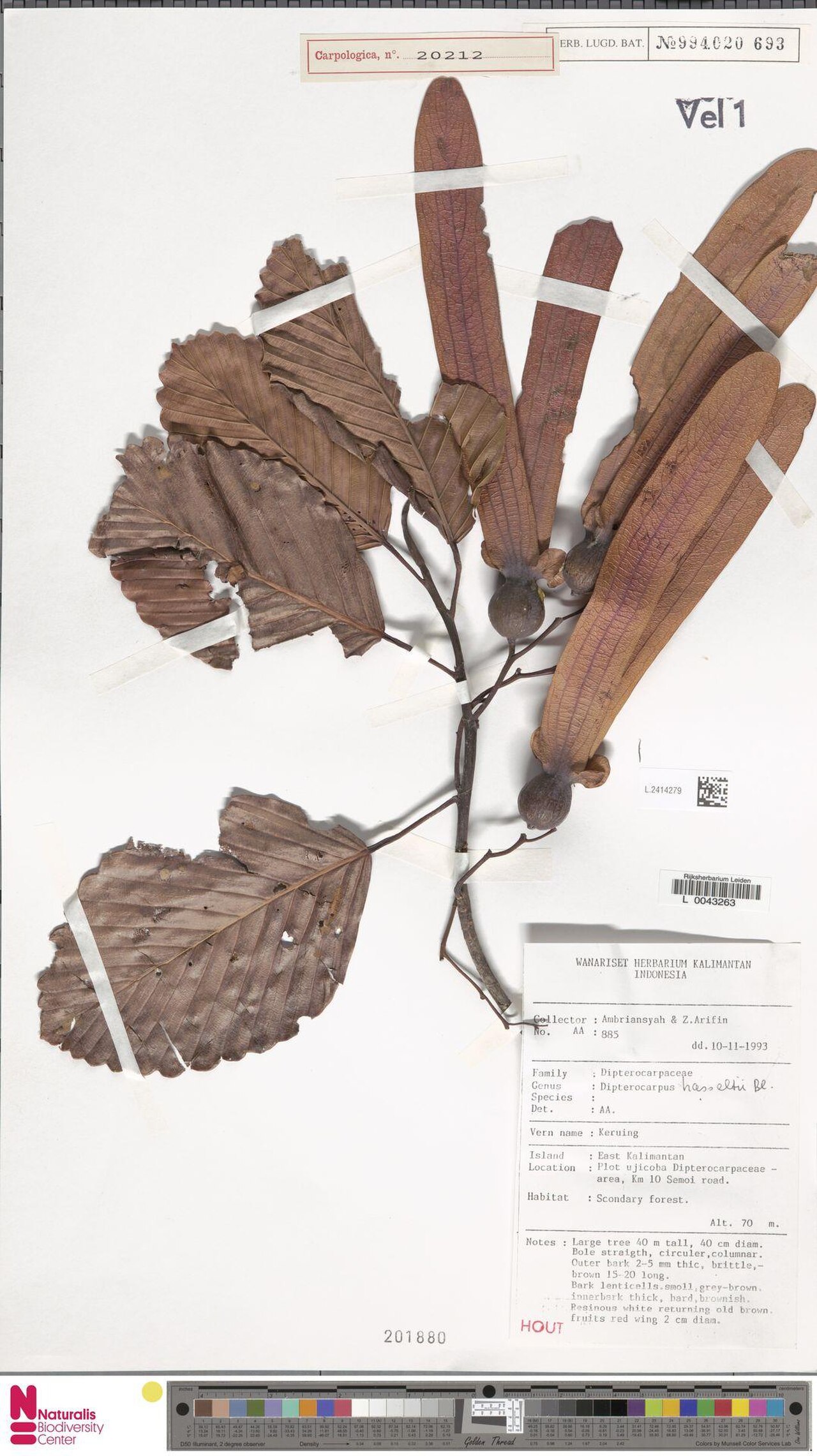 Dipterocarpus hasseltii reference
