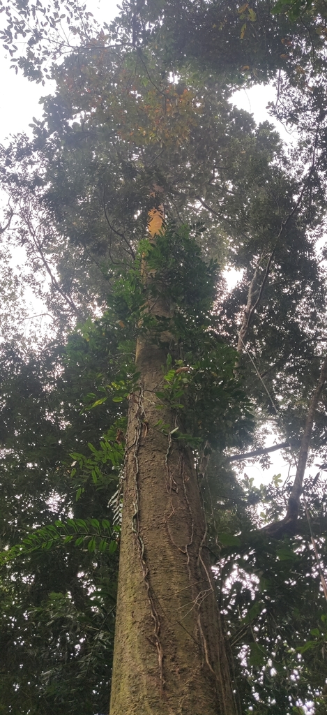 Dipterocarpus retusus reference