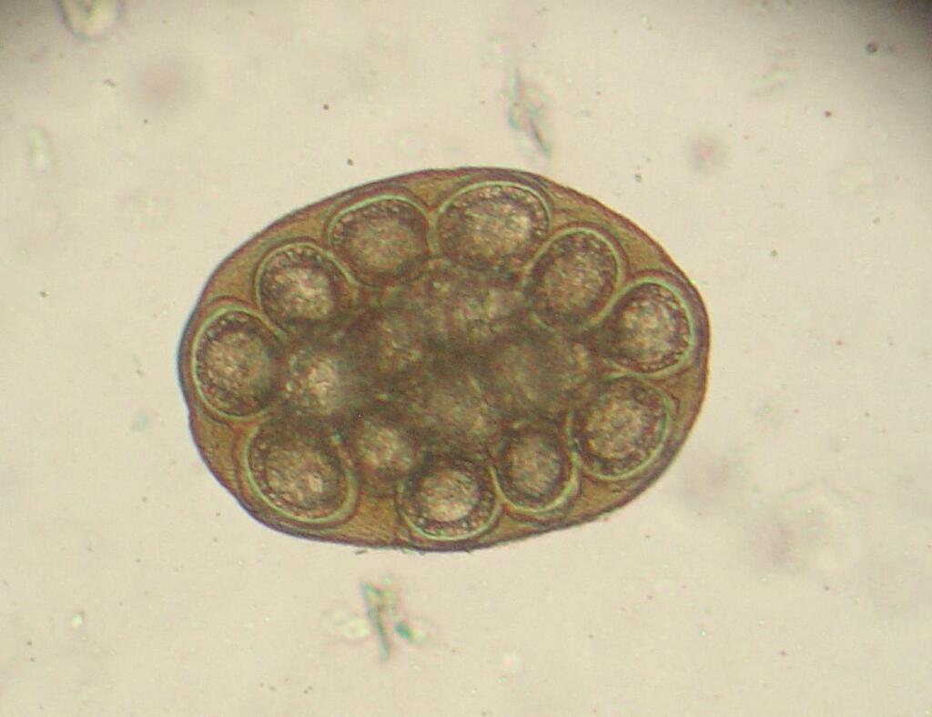 Flea tapeworm reference