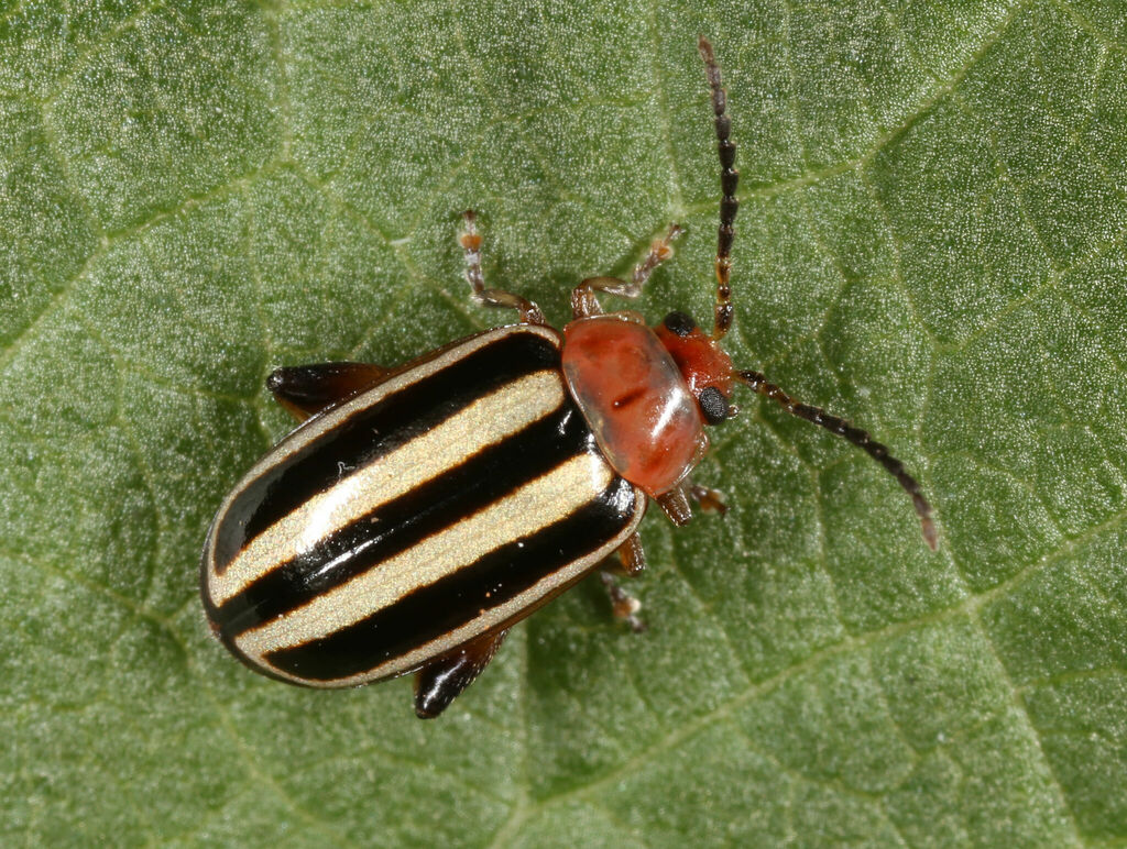 Pigweed Flea Beetle reference
