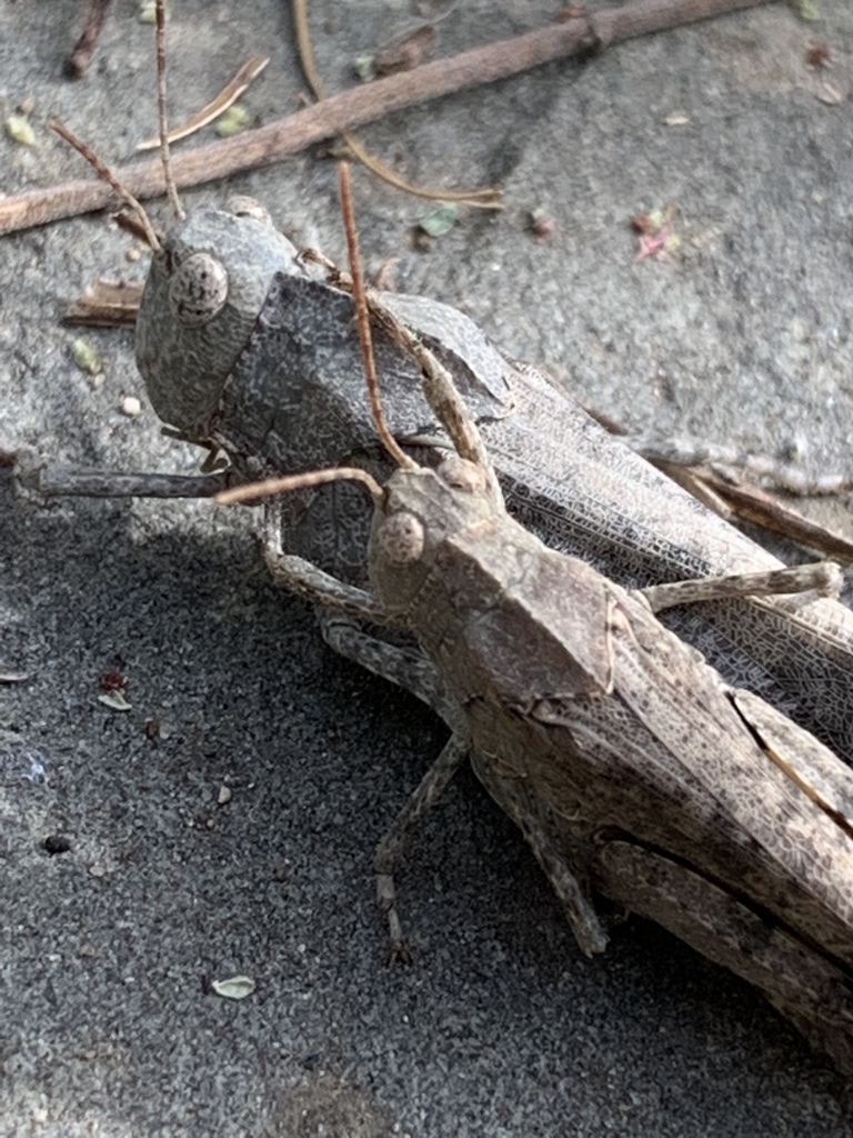 Carolina Grasshopper reference