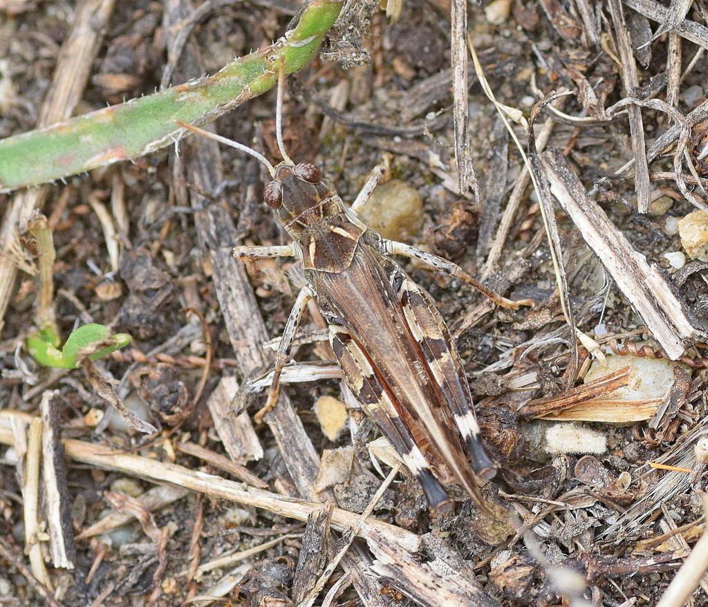 Moroccan Locust reference