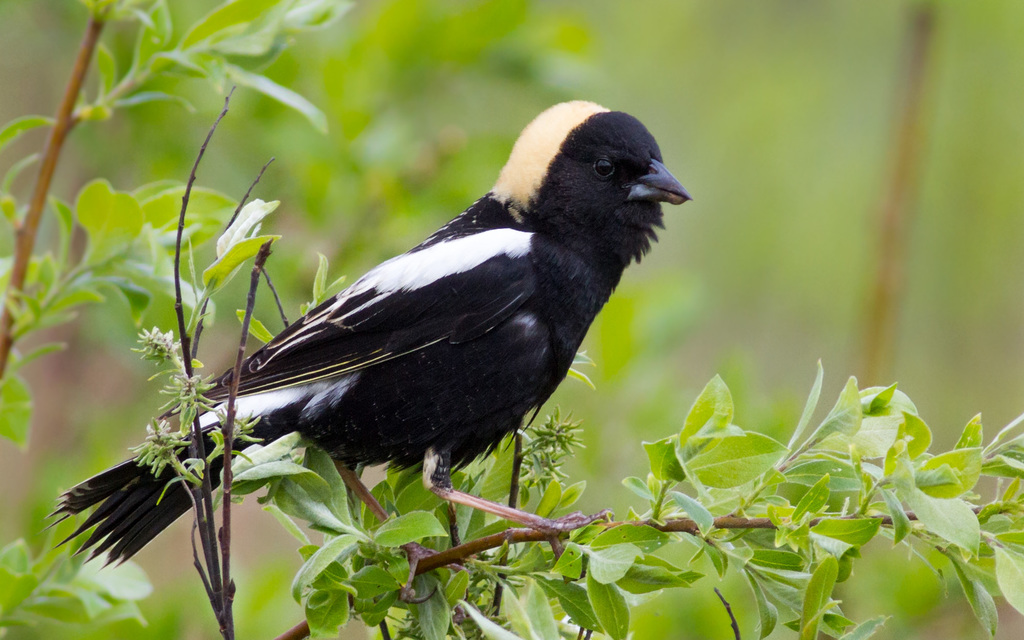 Bobolink reference
