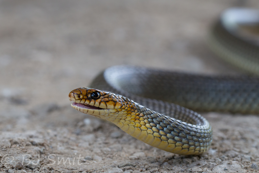 Caspian Whipsnake reference