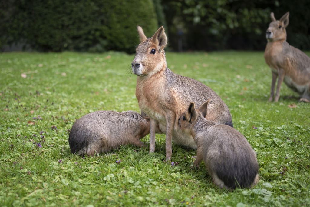 Patagonian Mara reference