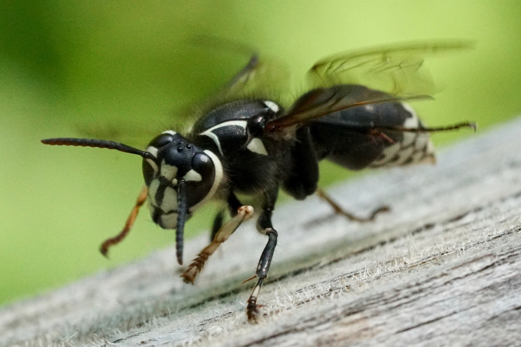 Bald-faced Hornet reference